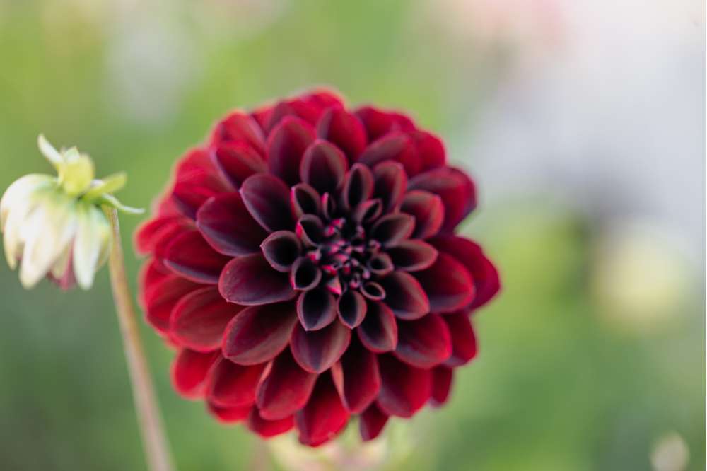 Dahlia 'La Recoleta'